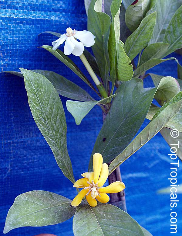Gardenia gjellerupii, Thai Gardenia