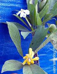 Gardenia gjellerupii, Thai Gardenia

Click to see full-size image