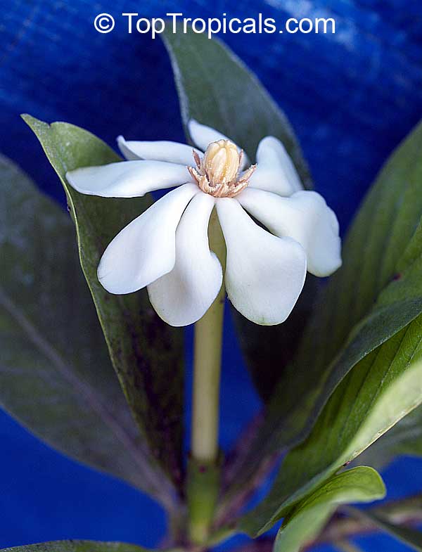Gardenia gjellerupii, Thai Gardenia