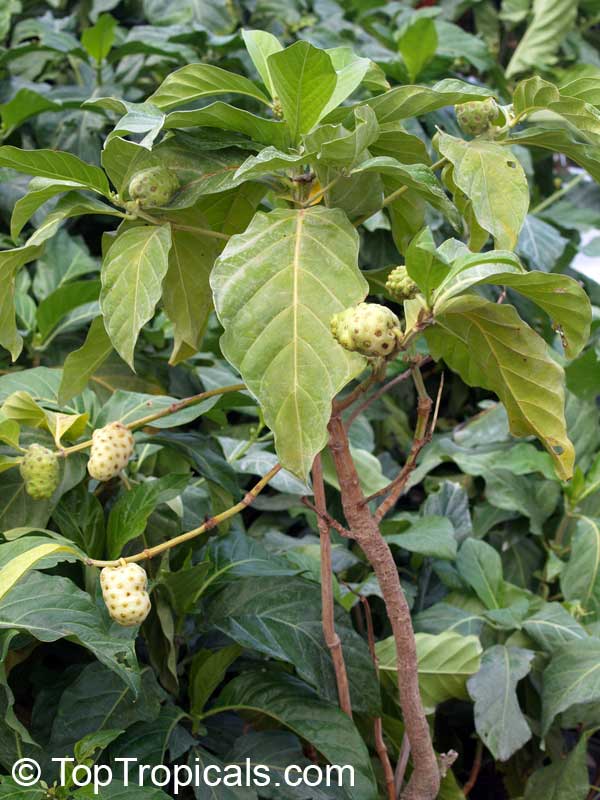 Morinda citrifolia, Noni, Great Morinda, Indian Mulberry, Mengkudu (Malay), Nonu/Nono (Pacific Islands)