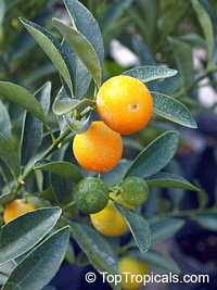 Fortunella japonica, Marumi Kumquat, Round Kumquat, Sweet-peeled Kumquat

Click to see full-size image