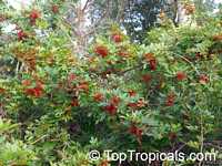 Schinus terebinthifolius, Brazilian pepper-tree

Click to see full-size image