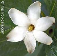 Gardenia brighamii, Native Hawaiian Gardenia Nau

Click to see full-size image