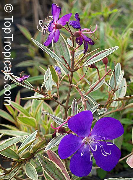 Tibouchina lepidota , Dwarf Princess Flower, Glory Bush, Mayo
