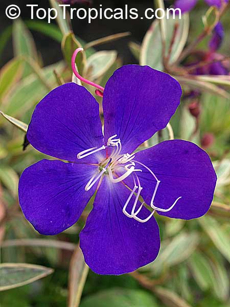 Tibouchina lepidota , Dwarf Princess Flower, Glory Bush, Mayo