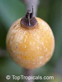Randia formosa, Mussaenda formosa, Randia mussaenda, Rosenbergiodendron formosum, Blackberry Jam Fruit, Jasmin de rosa

Click to see full-size image