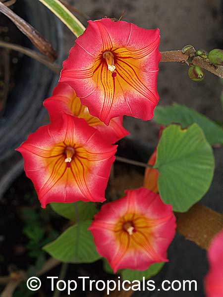 Stictocardia beraviensis, Ipomoea beraviensis, Hawaiian Bell, Hawaiian Sunset Vine, Braveheart Vine