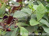 Psychotria viridis, Chacruna, Amiruca Panga, Sami Ruca, Reinha, Folha, Chacrona