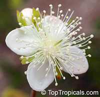 Eugenia aggregata, Cherry of the Rio Grande, Cere Jodo Rio Grande

Click to see full-size image