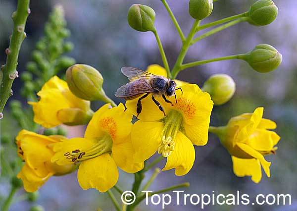 Caesalpinia mexicana - Mexican Bird of Paradise