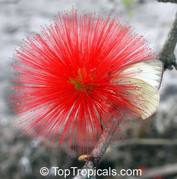 Calliandra tweedii, Inga pulcherrima, Red Tassel Flower