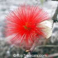 Calliandra tweedii, Inga pulcherrima, Red Tassel Flower

Click to see full-size image