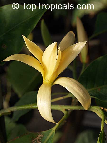 Magnolia rajaniana, Michelia champaca Rajaniana, Champa Khao, Cream colored Champa, Magnolia Ivory, Champee Si Nuan, Peacock Magnolia