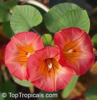 Stictocardia beraviensis, Ipomoea beraviensis, Hawaiian Bell, Hawaiian Sunset Vine, Braveheart Vine

Click to see full-size image