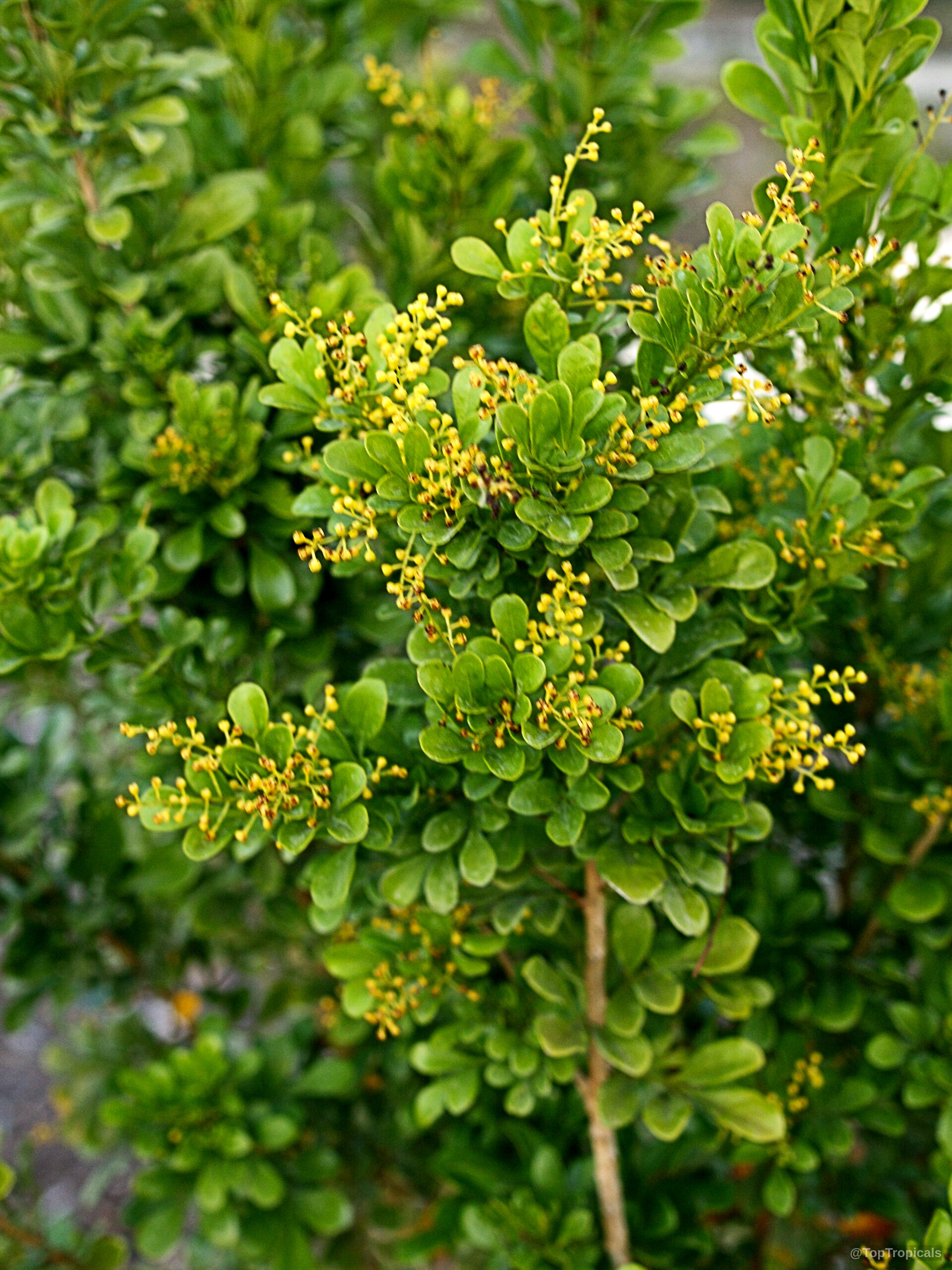 Aglaia odorata (Chinese Perfume Plant) with tiny yellow flower clusters nestled among rounded green leaves Aglaia odorata (Chinese Perfume Plant) yellow flower clusters on dense green foliage close up