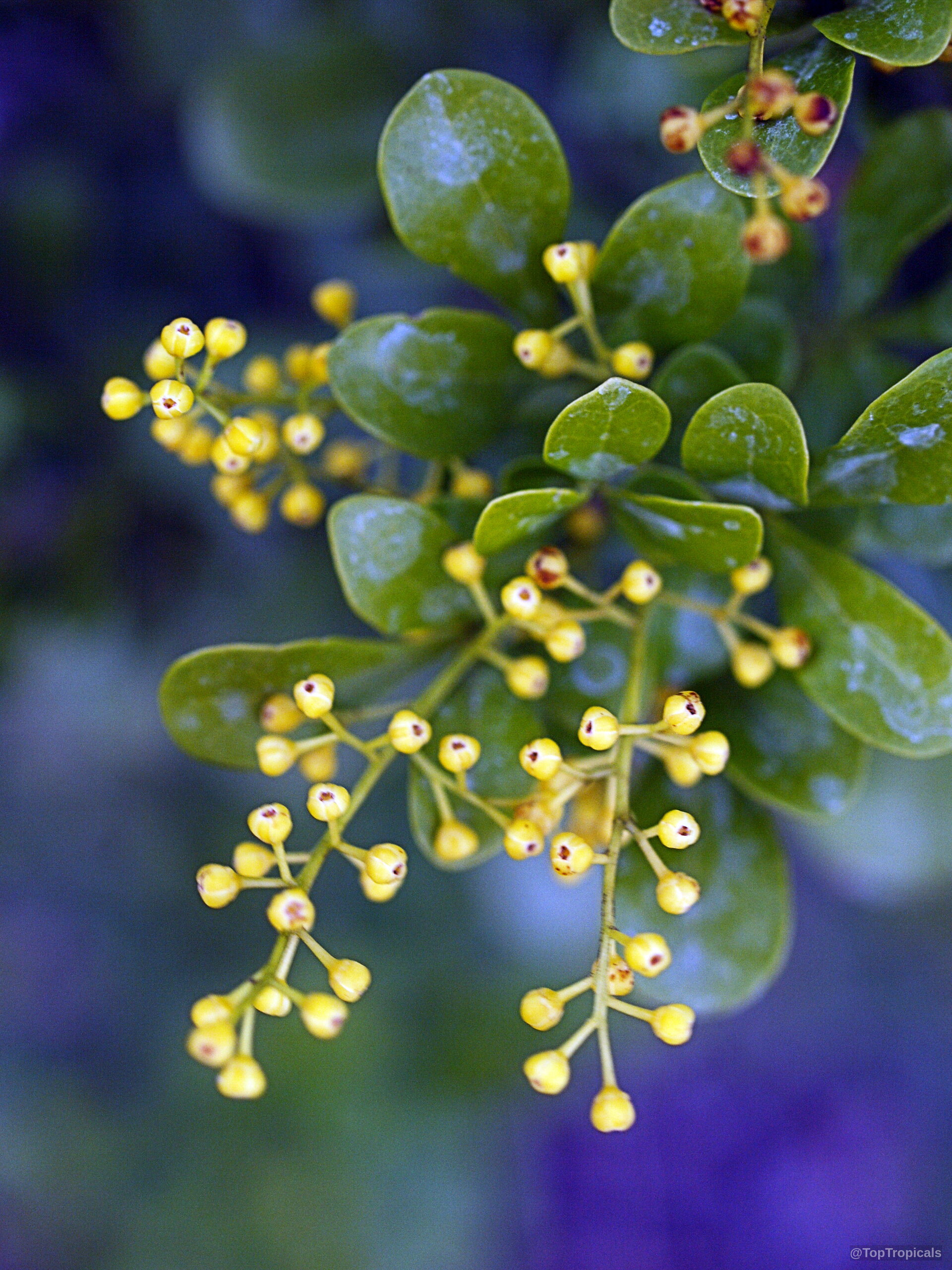 Aglaia odorata (Chinese Perfume Plant) yellow flower clusters emerge among thick and rounded green leaves. Aglaia odorata (Chinese Perfume Plant) yellow flower clusters and shiny green leaves close up