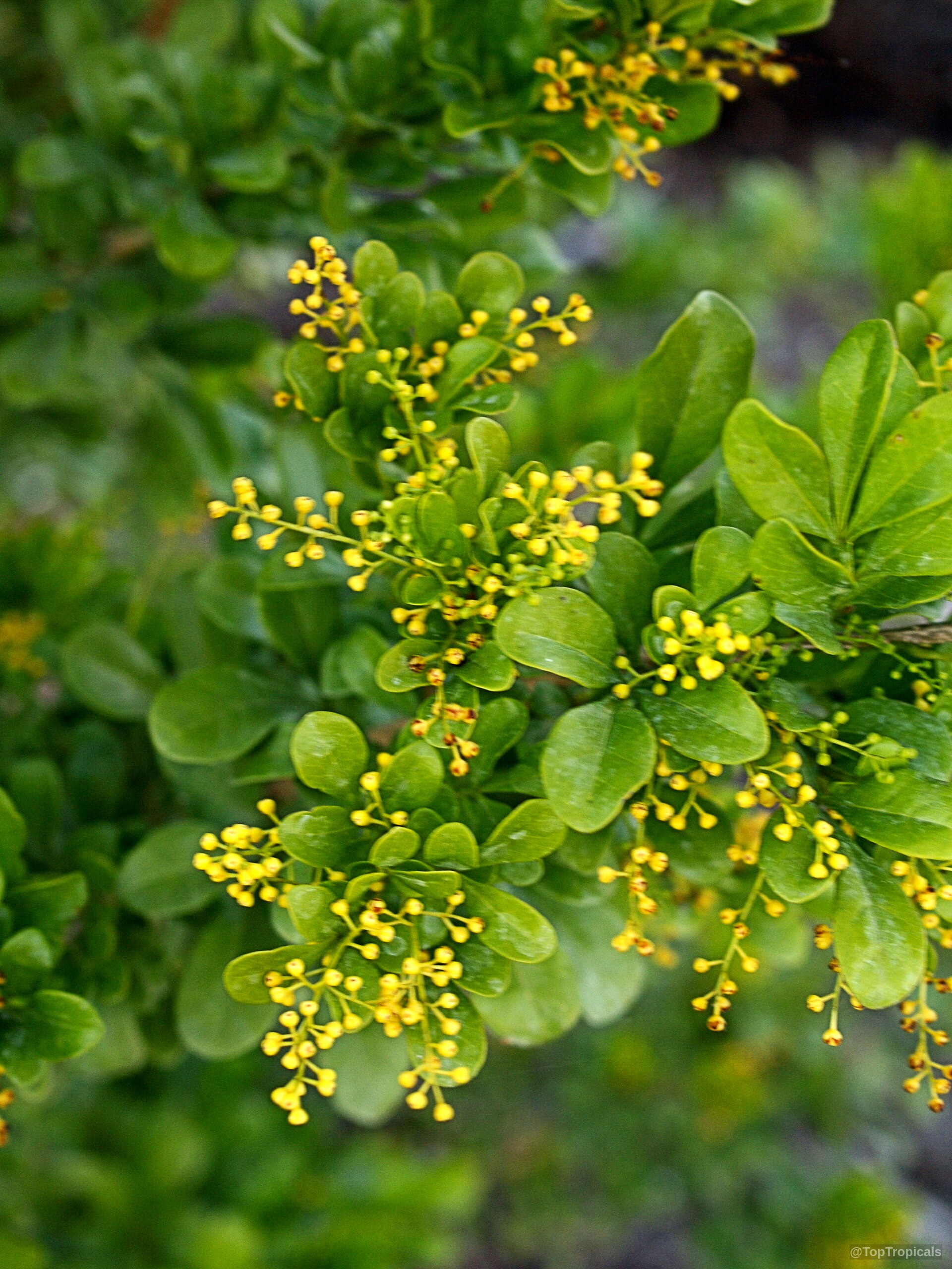 Aglaia odorata (Chinese Perfume Plant) with tiny yellow flowers clusters sitting among small green foliage. Aglaia odorata (Chinese Perfume Plant) with yellow flowers and green leaves in close up.