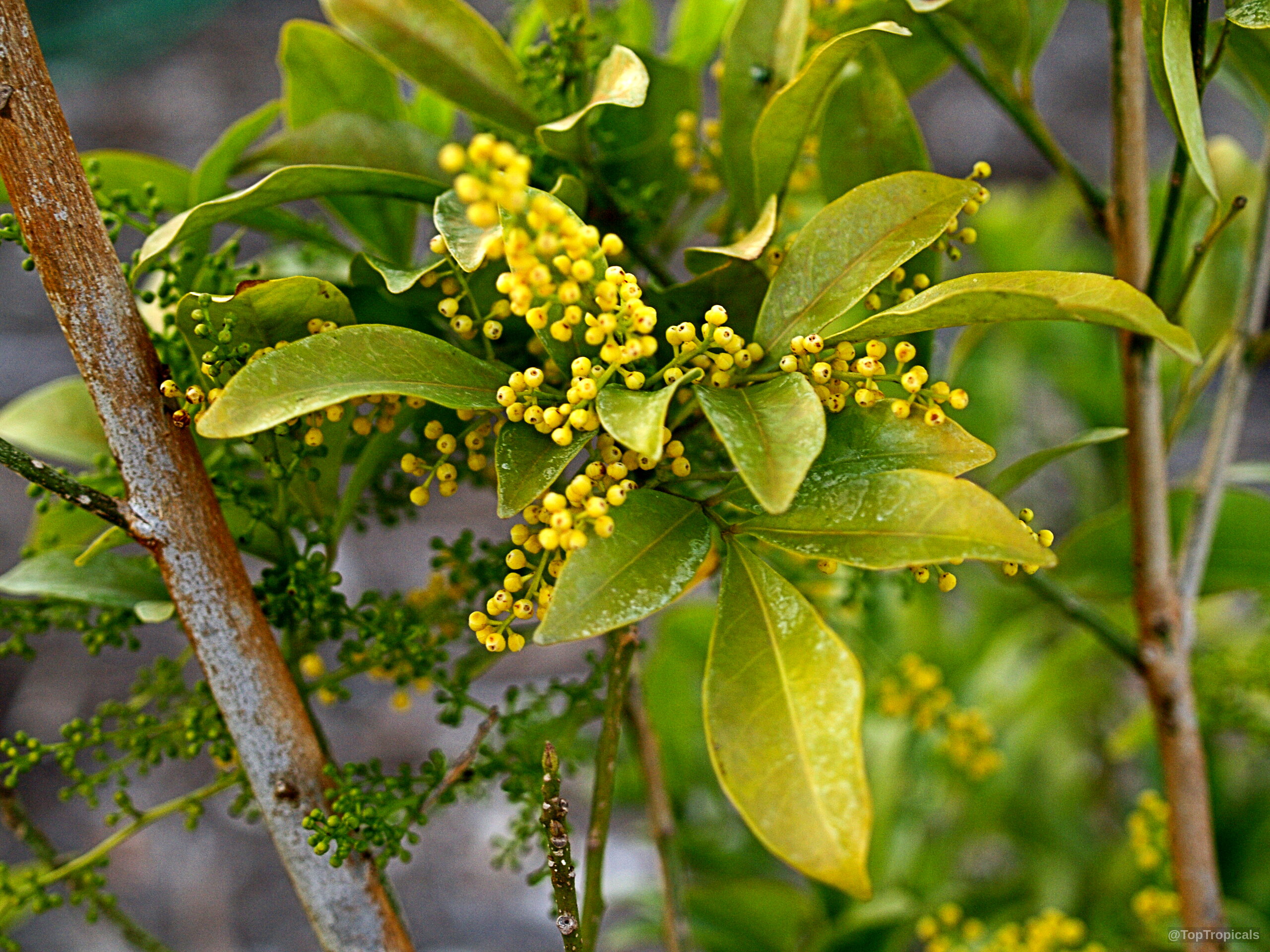 Aglaia odorata (Giant Rice Flower) 'Gigantea' with many yellow flower buds and green leaves. Aglaia odorata (Giant Rice Flower) 'Gigantea' yellow flower cluster close up