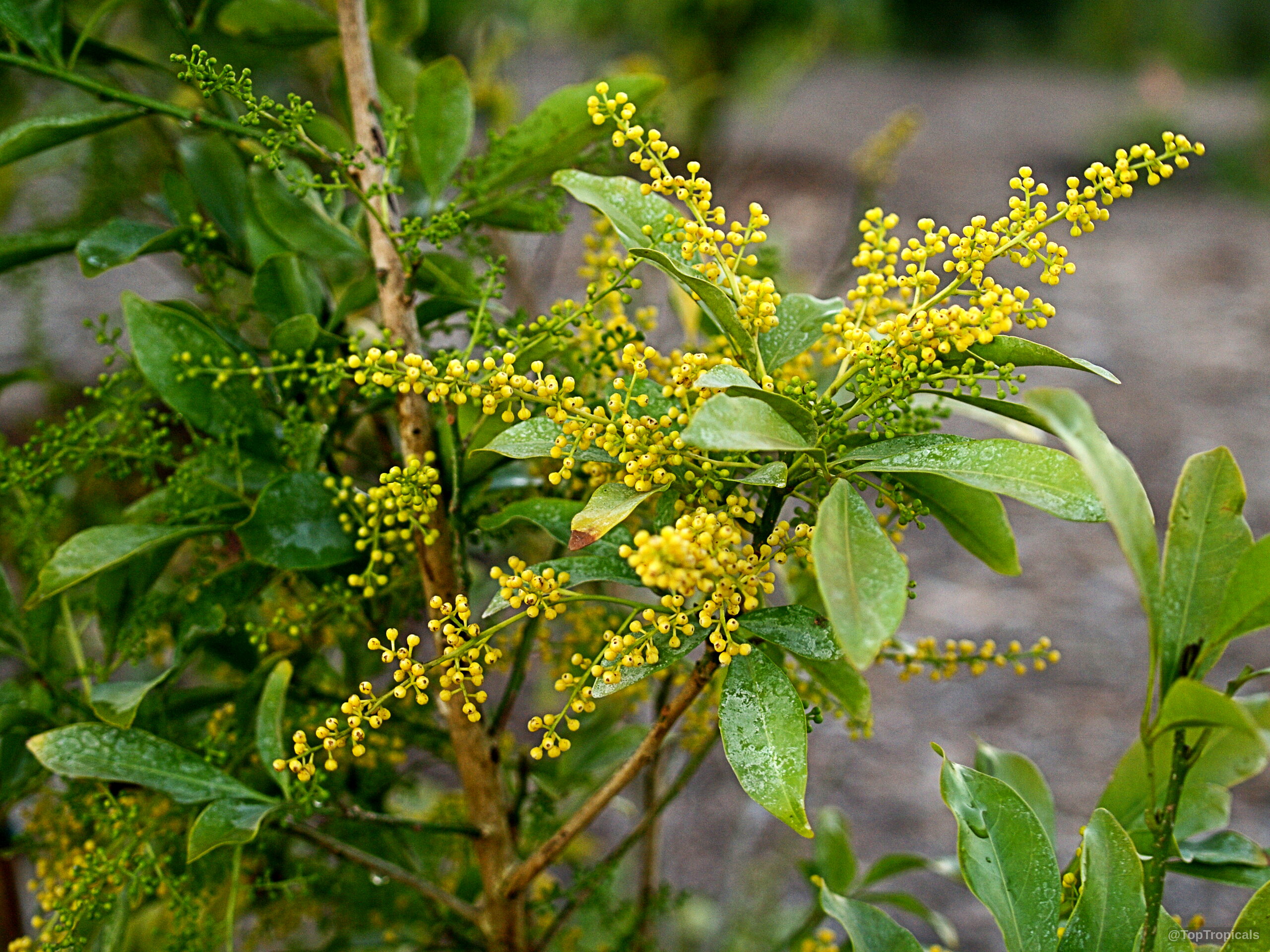 Aglaia odorata (Giant Rice Flower) 'Gigantea' displays small yellow flowers on dense green foliage. Aglaia odorata (Giant Rice Flower) 'Gigantea' yellow flower clusters on a green leafy branch