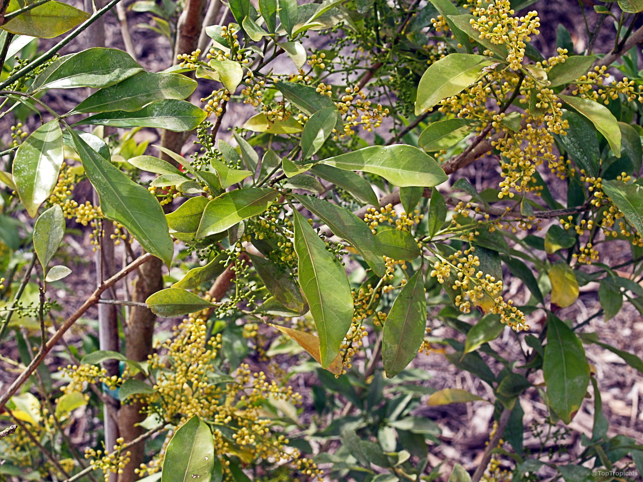 Aglaia odorata (Giant Rice Flower) 'Gigantea' with many small yellow clusters of fragrant flowers Aglaia odorata (Giant Rice Flower) 'Gigantea' yellow flower clusters on woody plant branch
