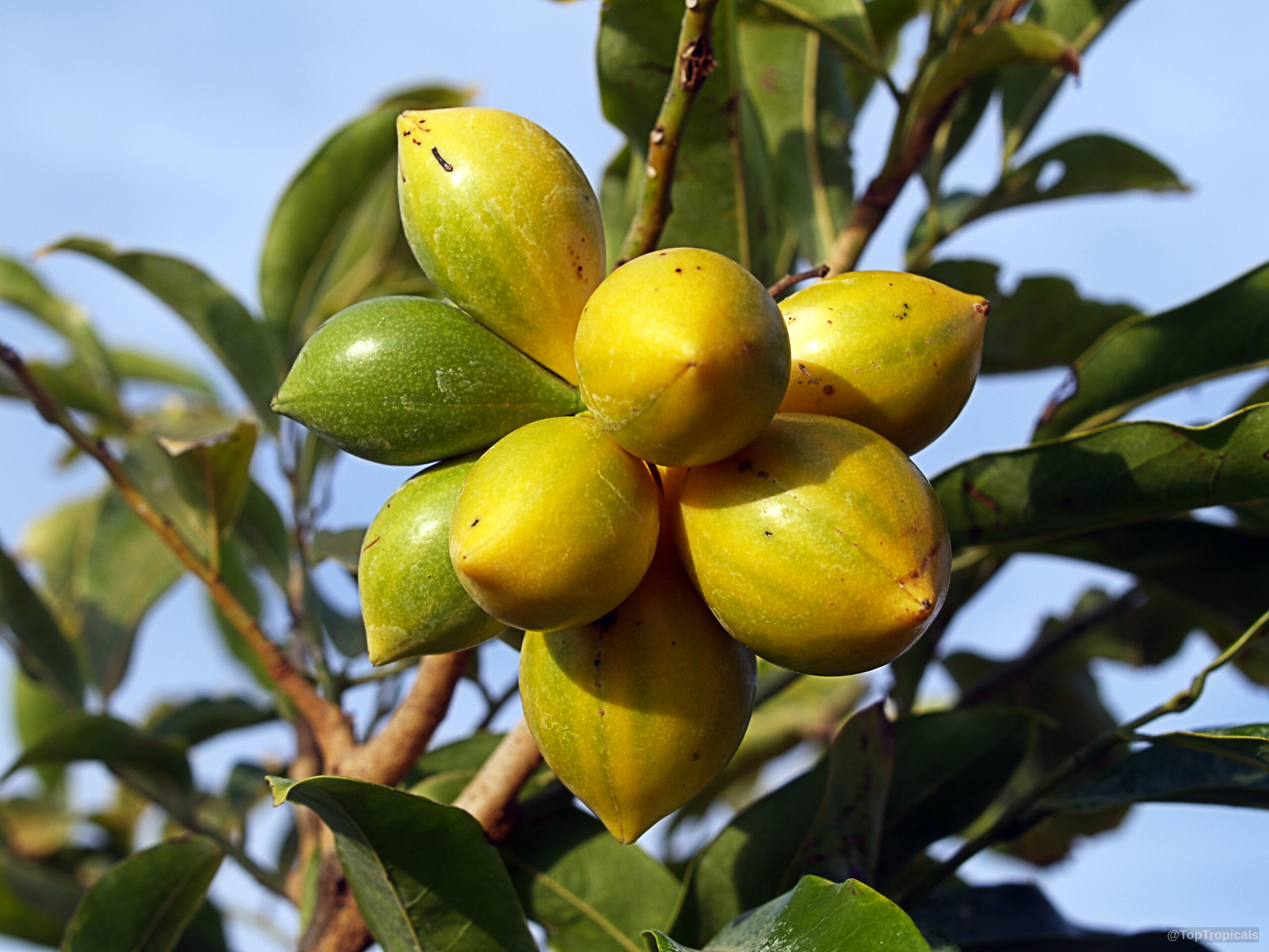 Artabotrys hexapetalus (Ylang Ylang Vine) fruit hanging in a cluster with green leaves nearby Artabotrys hexapetalus (Ylang Ylang Vine) yellow and green fruit close up on a branch