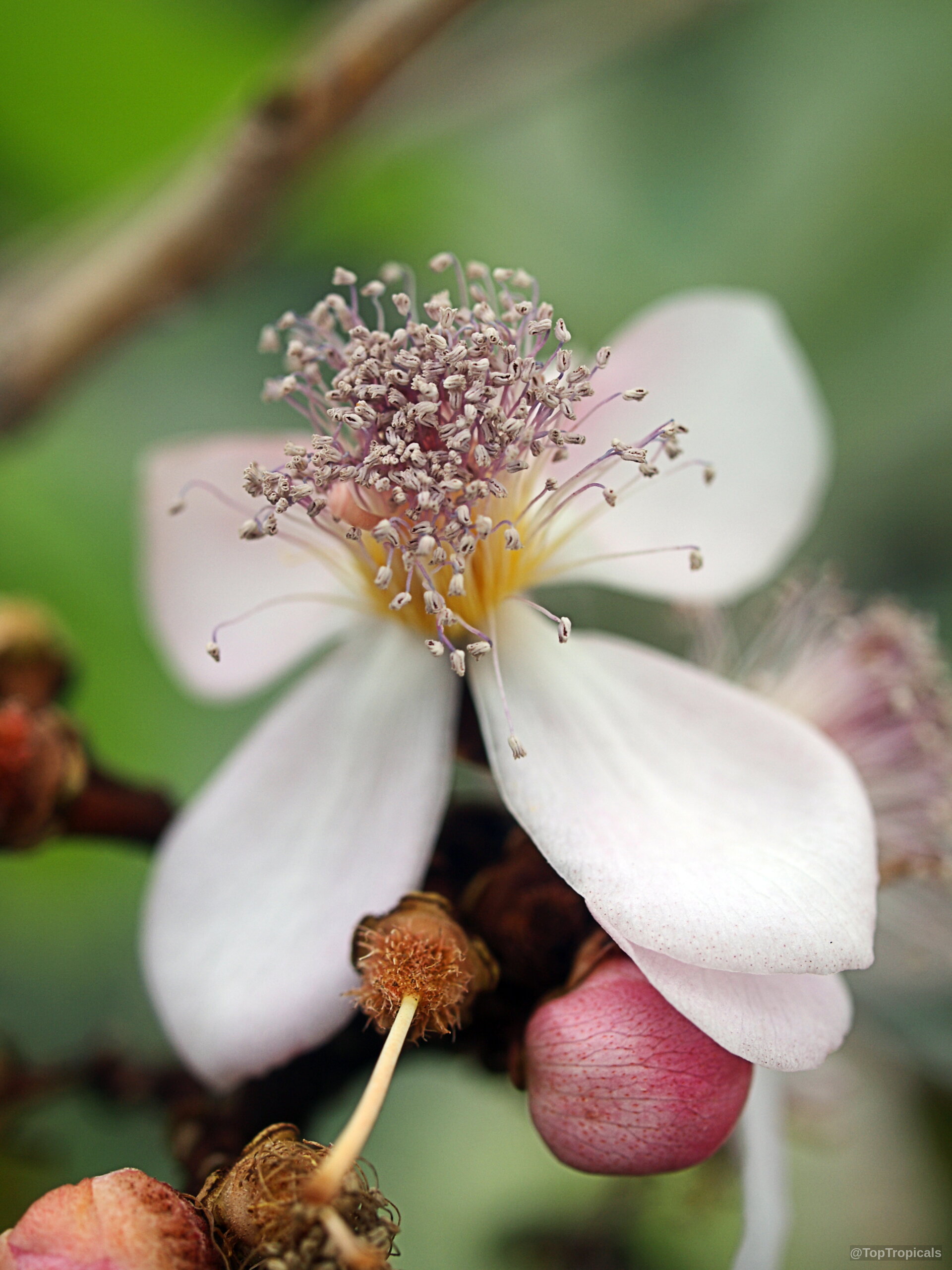 Bixa orellana (Lipstick tree) pink and white flower with a cluster of long purple stamens. Bixa orellana (Lipstick tree) close up of white pink flower with many stamens