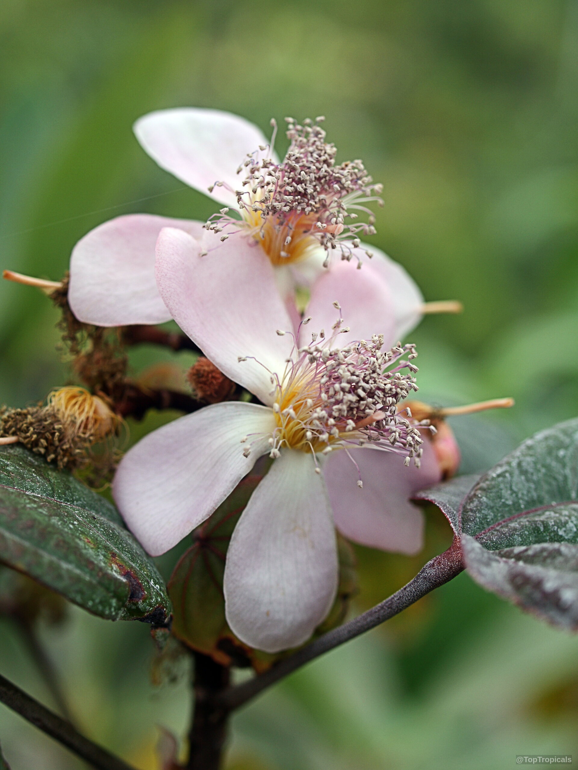 Bixa orellana (Lipstick tree) flower with light pink petals and dense cluster of purple stamen centers Bixa orellana (Lipstick tree) pink flower close up showing light petals with purple stamens center