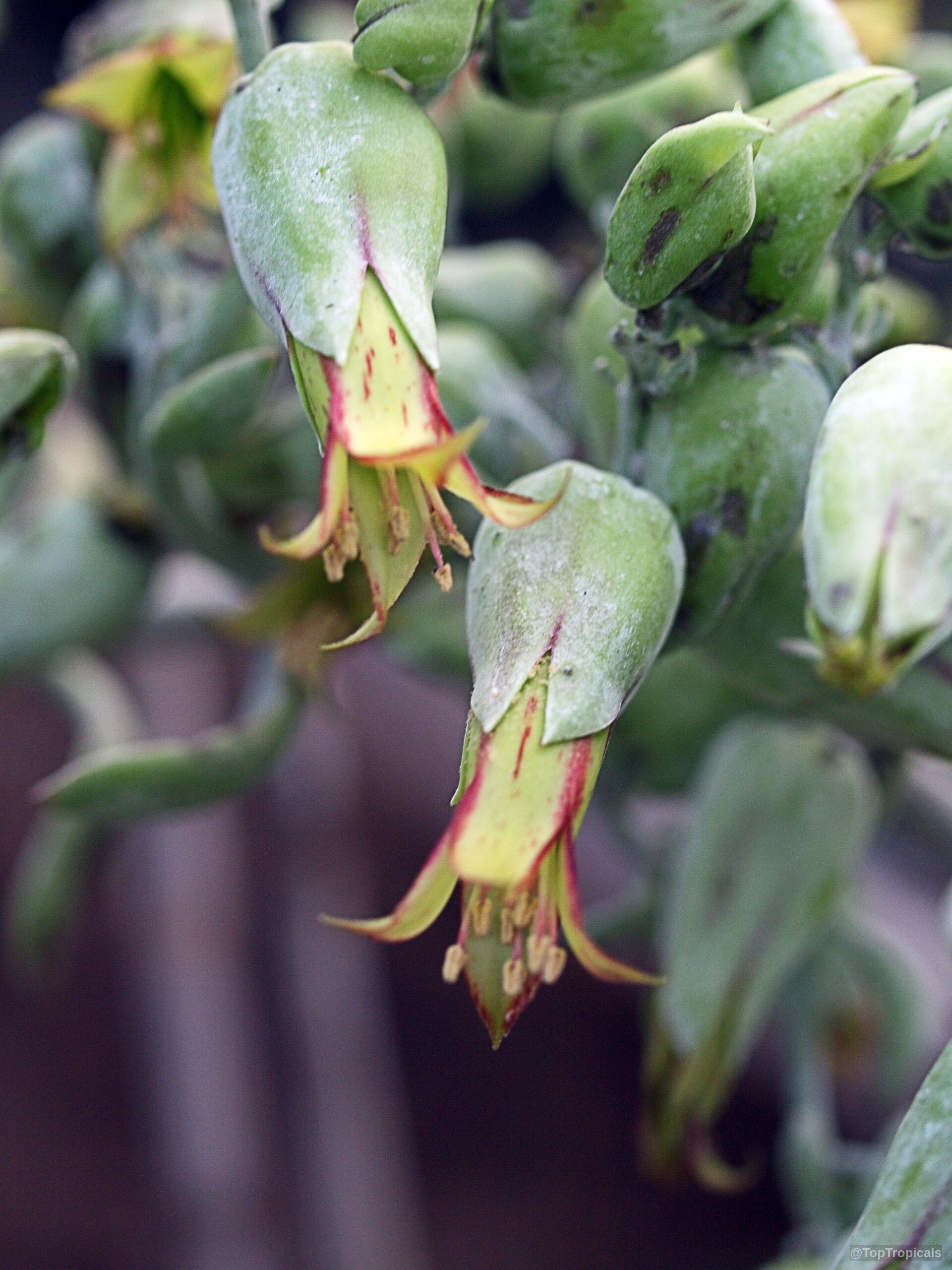 Bryophyllum gastonis-bonnieri (Giant kalanchoe) bell-shaped flower with yellow and red accents Bryophyllum gastonis-bonnieri (Giant kalanchoe) green bell-shaped flower close up