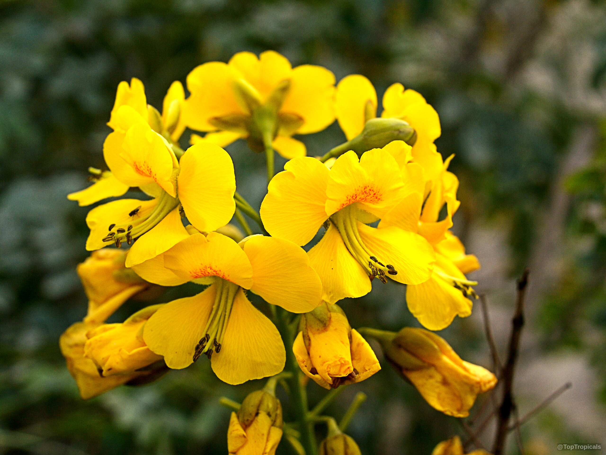 Caesalpinia mexicana (Mexican Bird of Paradise) yellow flower cluster grows in a dense group. Caesalpinia mexicana (Mexican Bird of Paradise) cluster of vibrant yellow flower close up