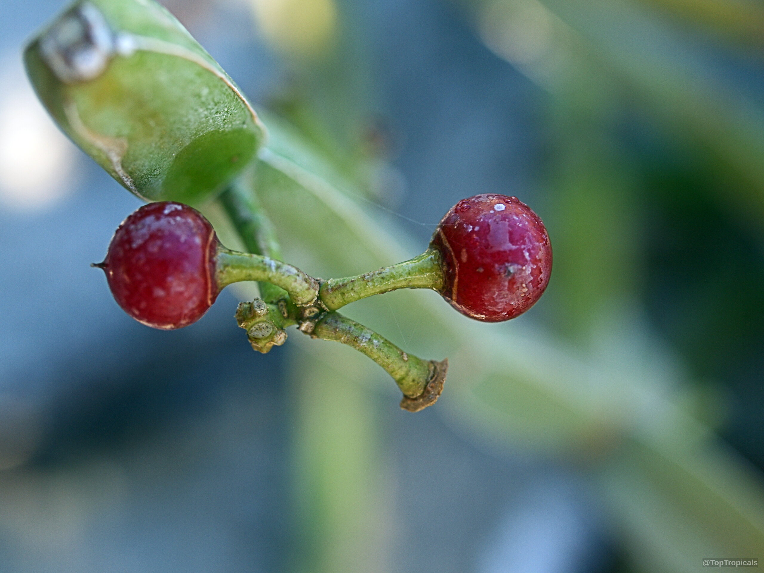 Cissus quadrangularis (Veld grape) round red fruit attached to green fleshy stems in close up. Cissus quadrangularis (Veld grape) red fruit close up against green stems in soft focus.
