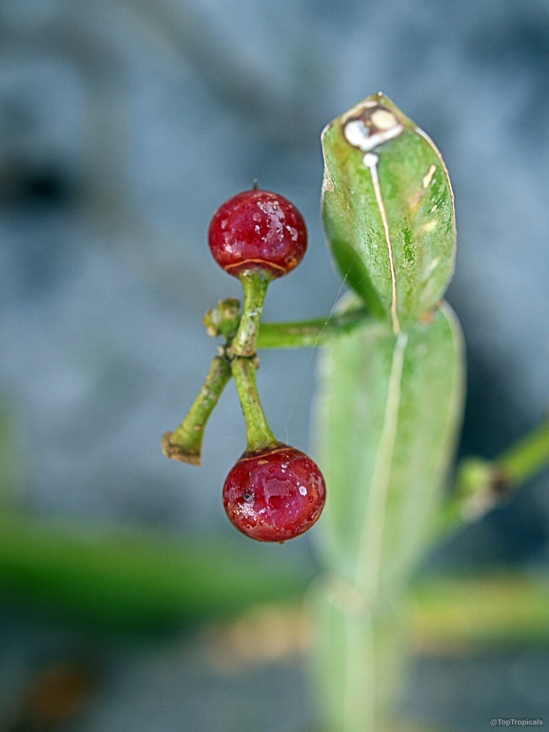 Cissus quadrangularis (Veld grape) with round red fruit and thick succulent green stem segments. Cissus quadrangularis (Veld grape) red fruit, close up with succulent green stem segments.