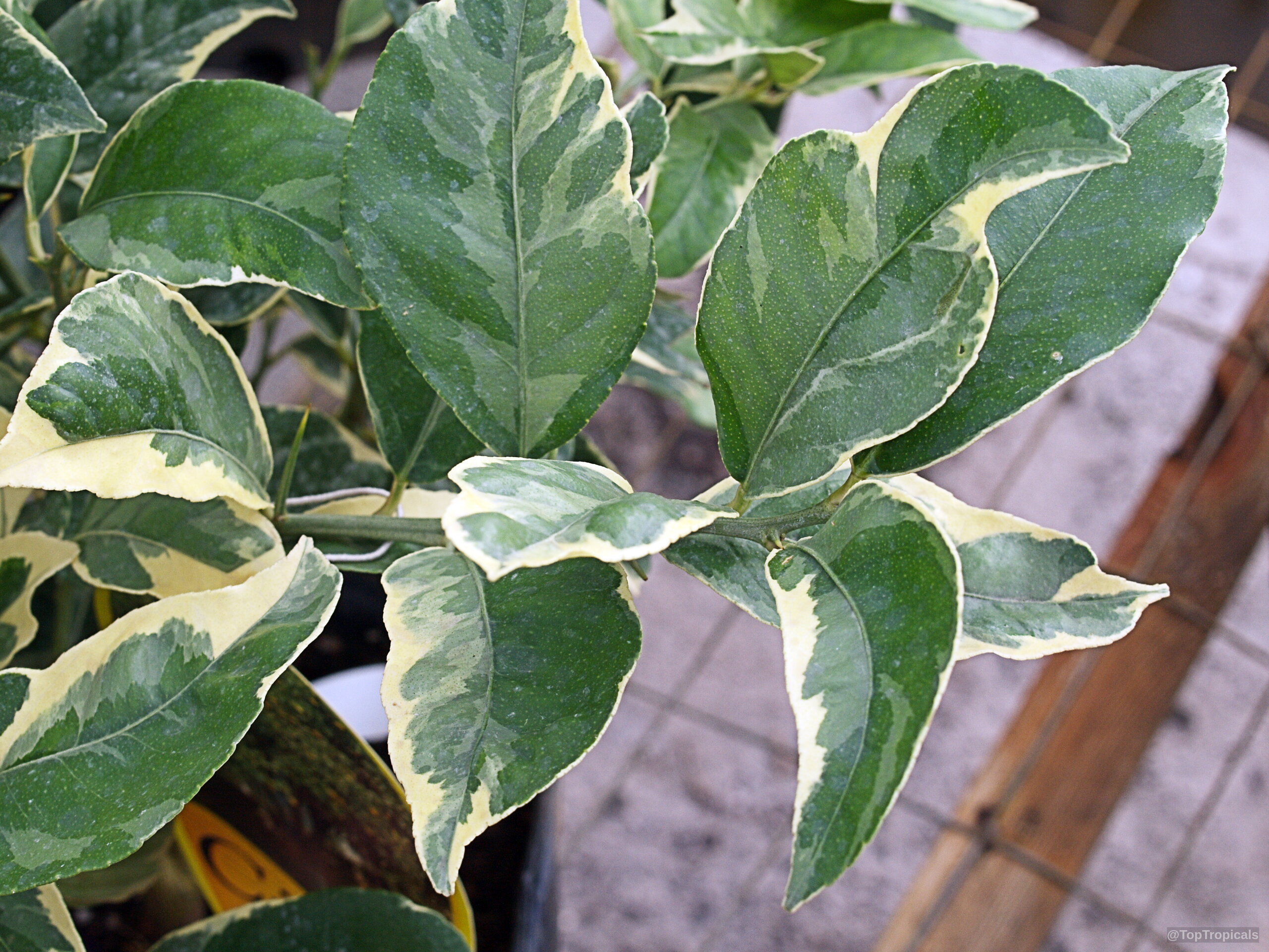 Citrus limon (Pink Lemonade Lemon) 'Pink' foliage with distinct yellow and green color variations. Citrus limon (Pink Lemonade Lemon) 'Pink' plant with green and yellow variegated leaves.