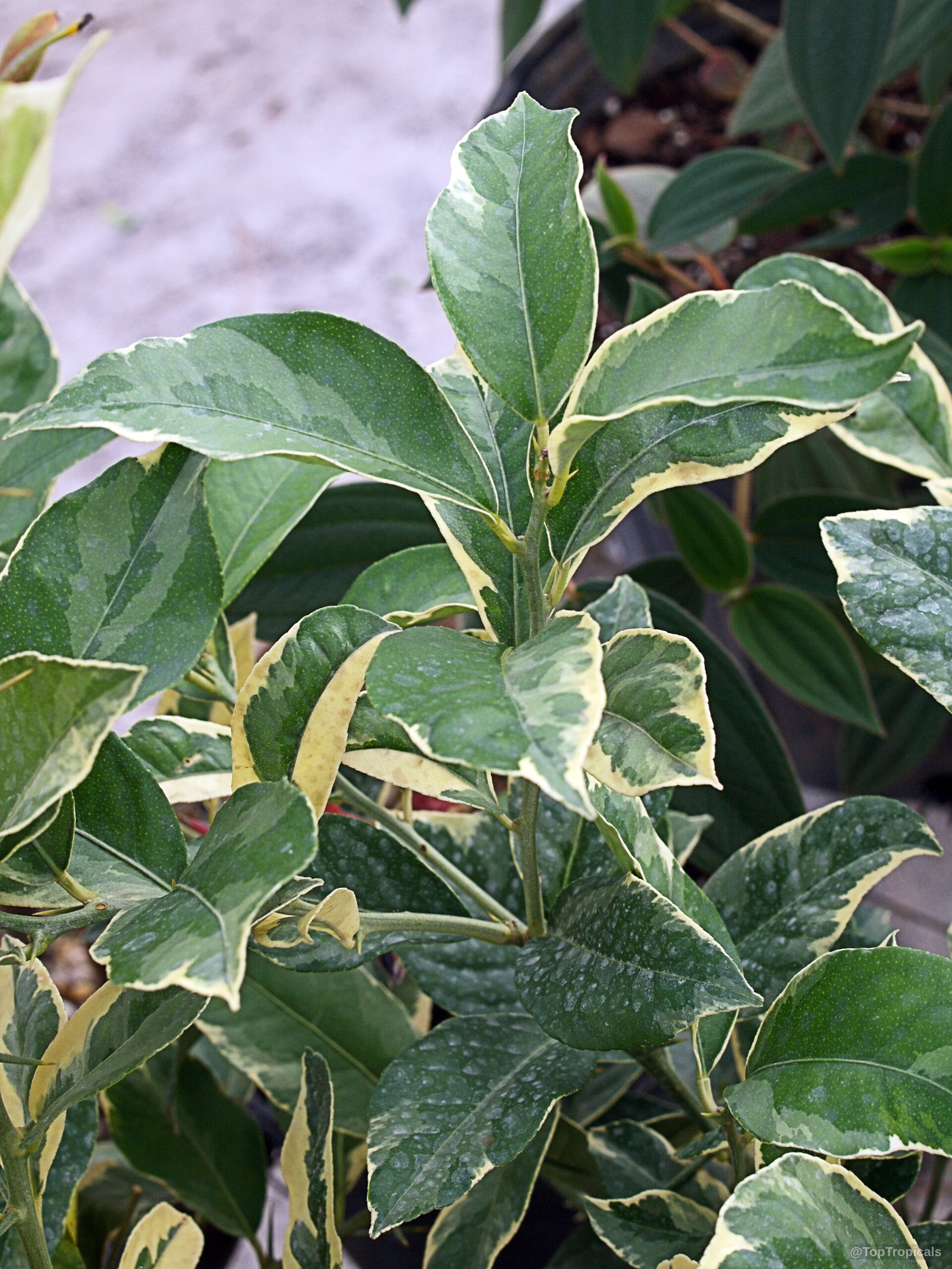 Citrus limon (Pink Lemonade Lemon) 'Pink' variegated leaves with distinct cream edges on green foliage Citrus limon (Pink Lemonade Lemon) 'Pink' variegated green and cream leaves on a plant