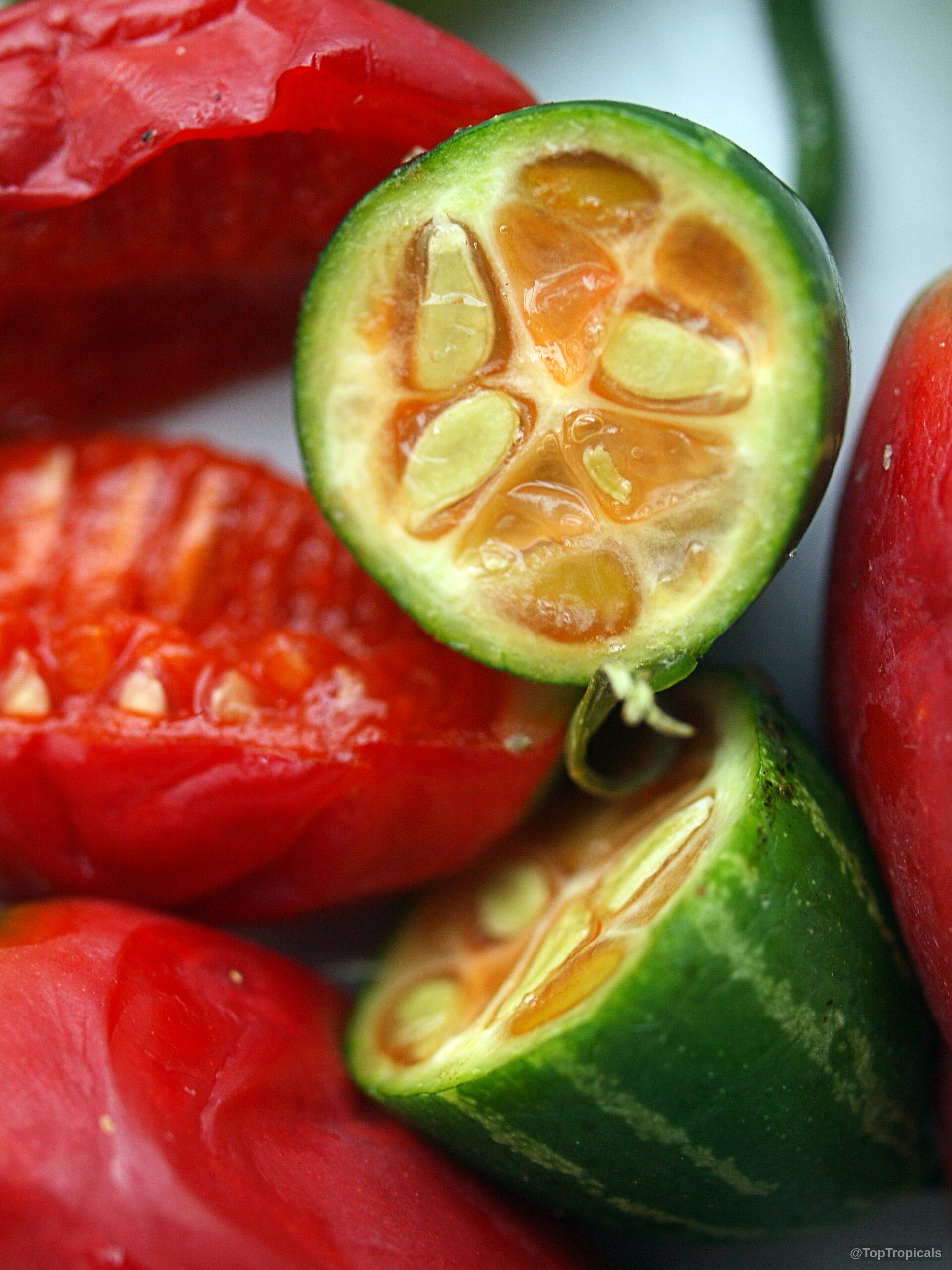 Coccinia grandis (Ivy Gourd) halved fruits showing orange pulp and many light seeds inside skin. Coccinia grandis (Ivy Gourd) red and green fruit close up with seeds and pulp