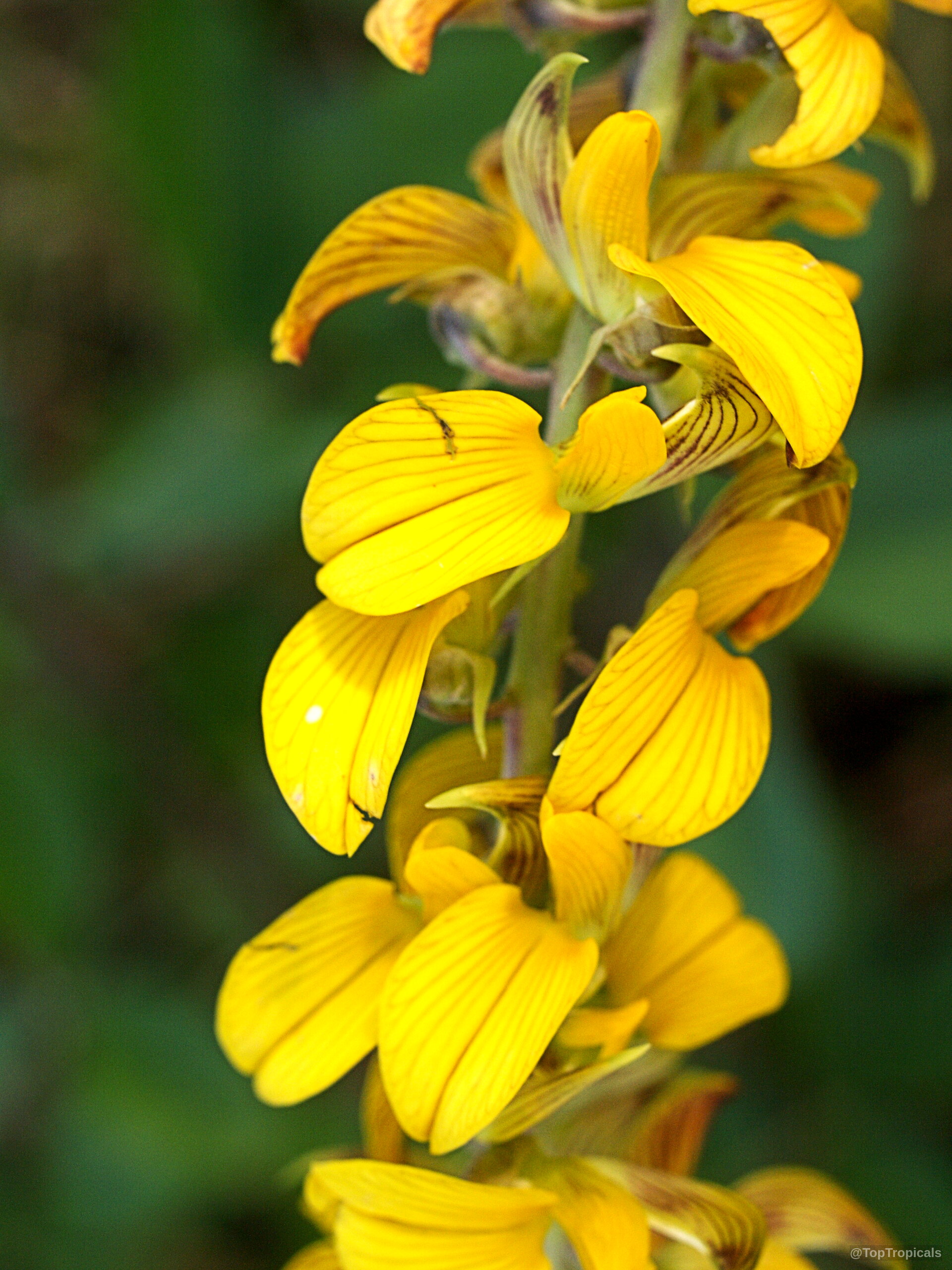Crotalaria pallida (Smooth Rattlebox) displays clusters of curved yellow petals along a central green stem. Crotalaria pallida (Smooth Rattlebox) yellow flower, close up of elongated petals on the plant.