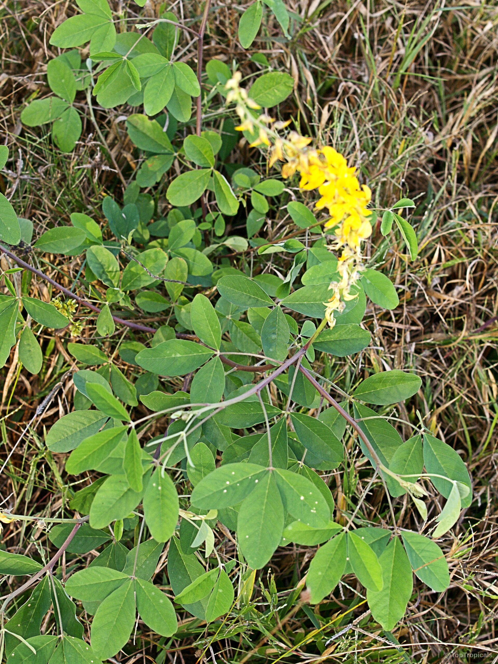 Crotalaria pallida (Smooth Rattlebox) with yellow flowers and green trifoliate leaves on the stems Crotalaria pallida (Smooth Rattlebox) yellow flower and green leaves on the plant