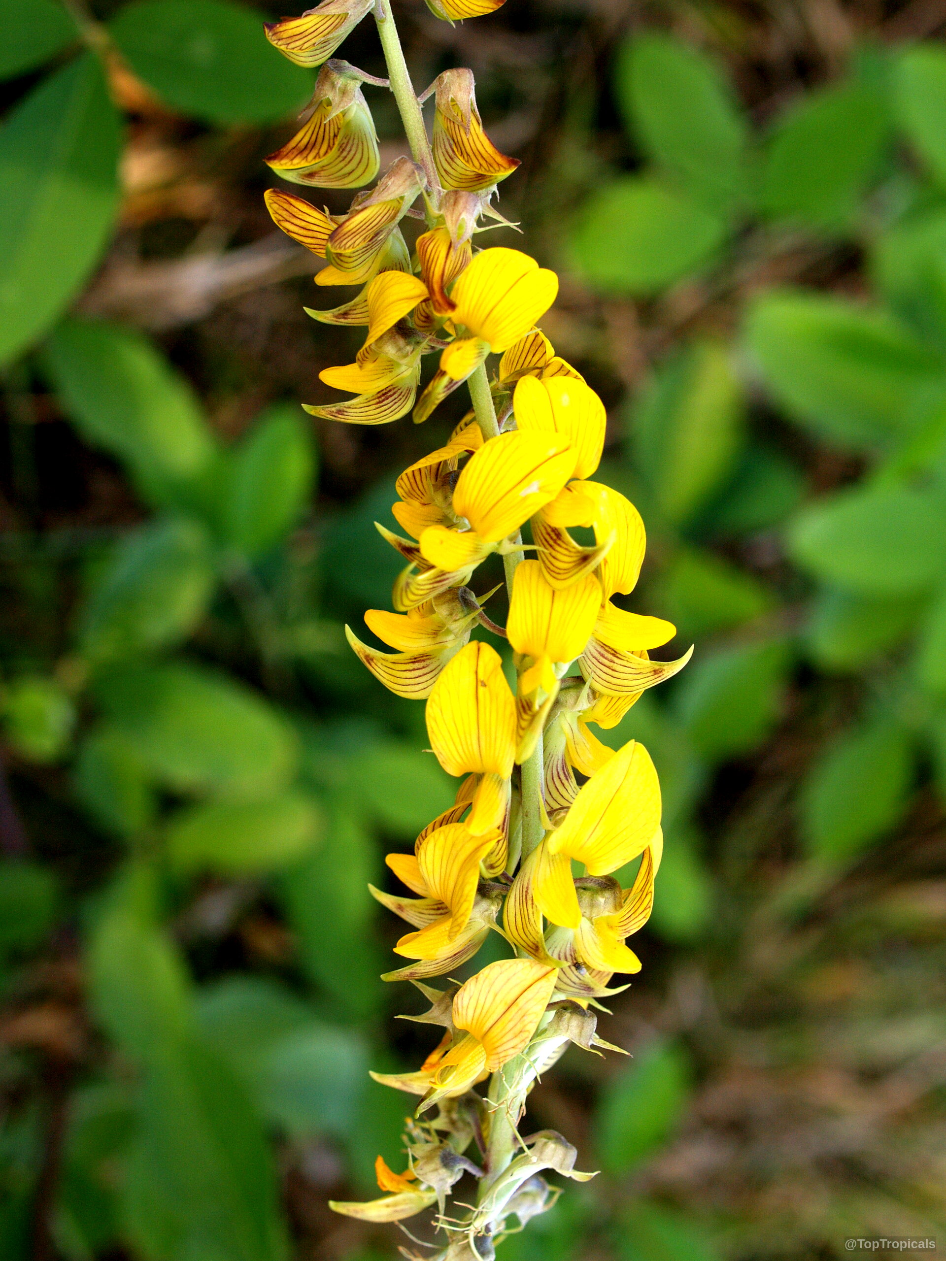 Crotalaria pallida (Smooth Rattlebox) yellow flower spike on a vertical stem among blurry green leaves. Crotalaria pallida (Smooth Rattlebox) yellow flower spike, close up view of plant stem structure.