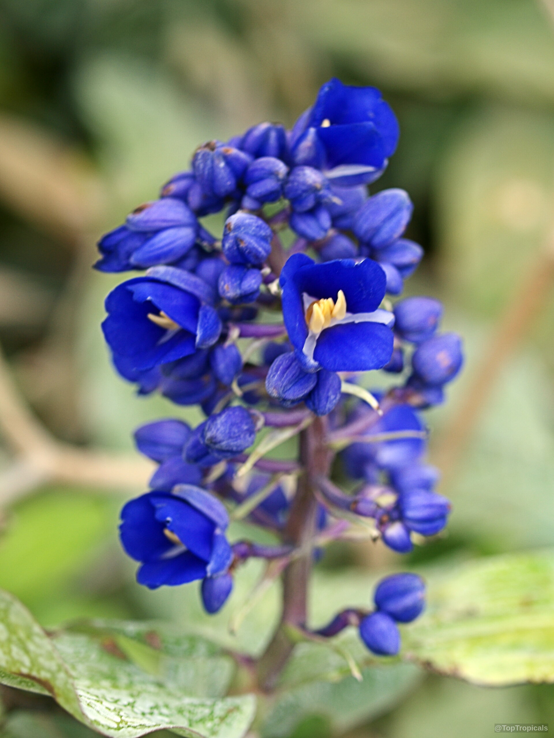 Dichorisandra thyrsiflora (Blue Ginger) flower cluster with intense blue petals and yellow center markings. Dichorisandra thyrsiflora (Blue Ginger) deep blue flower cluster, close up image, clear vibrant petals.