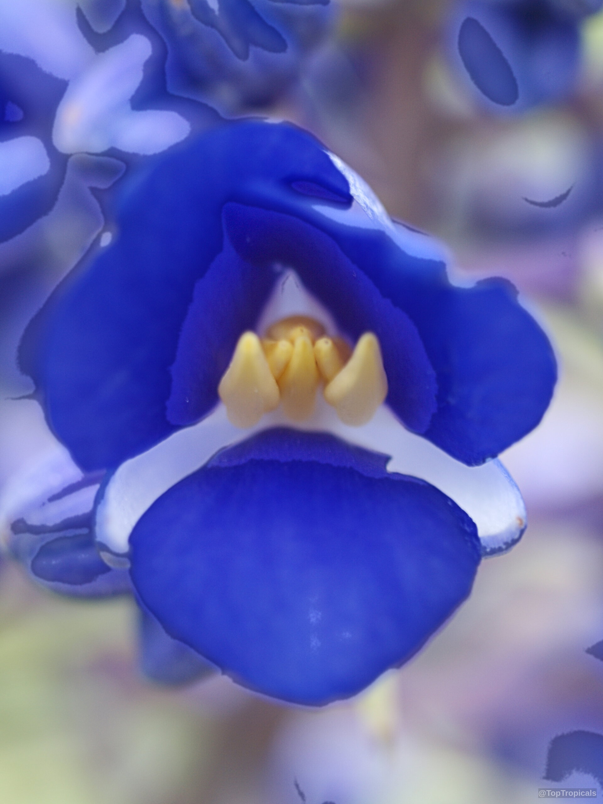 Dichorisandra thyrsiflora (Blue Ginger) flower with deep blue petals and yellow center parts Dichorisandra thyrsiflora (Blue Ginger) deep blue flower petals with yellow center close up