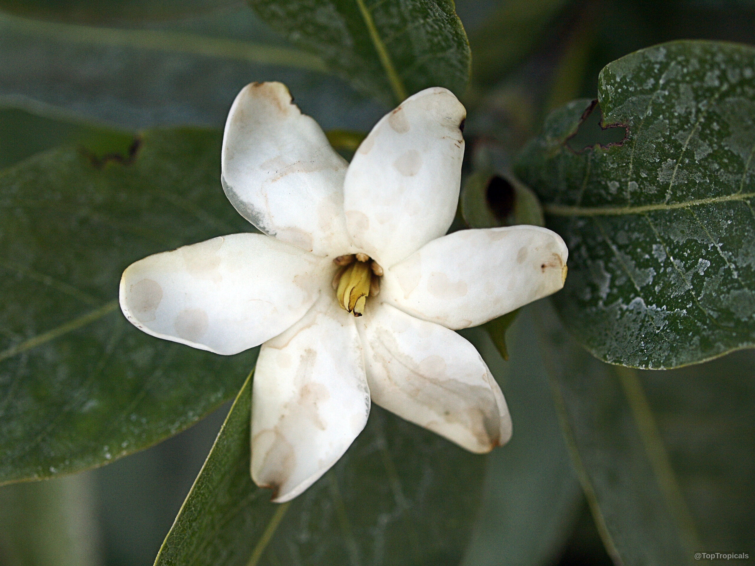 Gardenia brighamii (Native Hawaiian Gardenia Nau) white flower with six petals near thick foliage Gardenia brighamii (Native Hawaiian Gardenia Nau) white flower close up on green leaves
