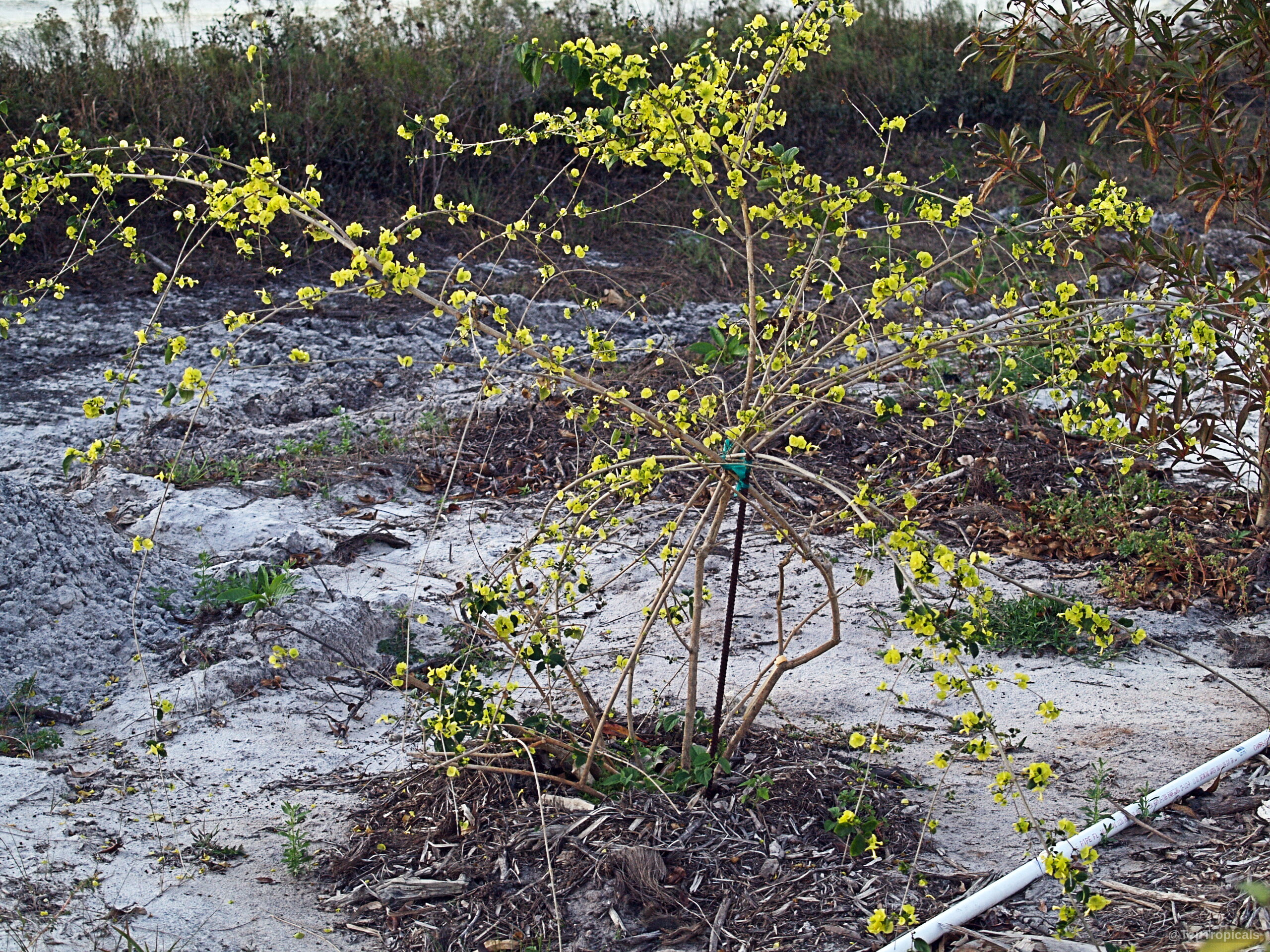 Holmskioldia citrina (Mandarin Sunrise) 'Citrina' with many yellow flowers spreading along thin woody branches. Holmskioldia citrina (Mandarin Sunrise) 'Citrina' yellow flowers on a sprawling branched plant