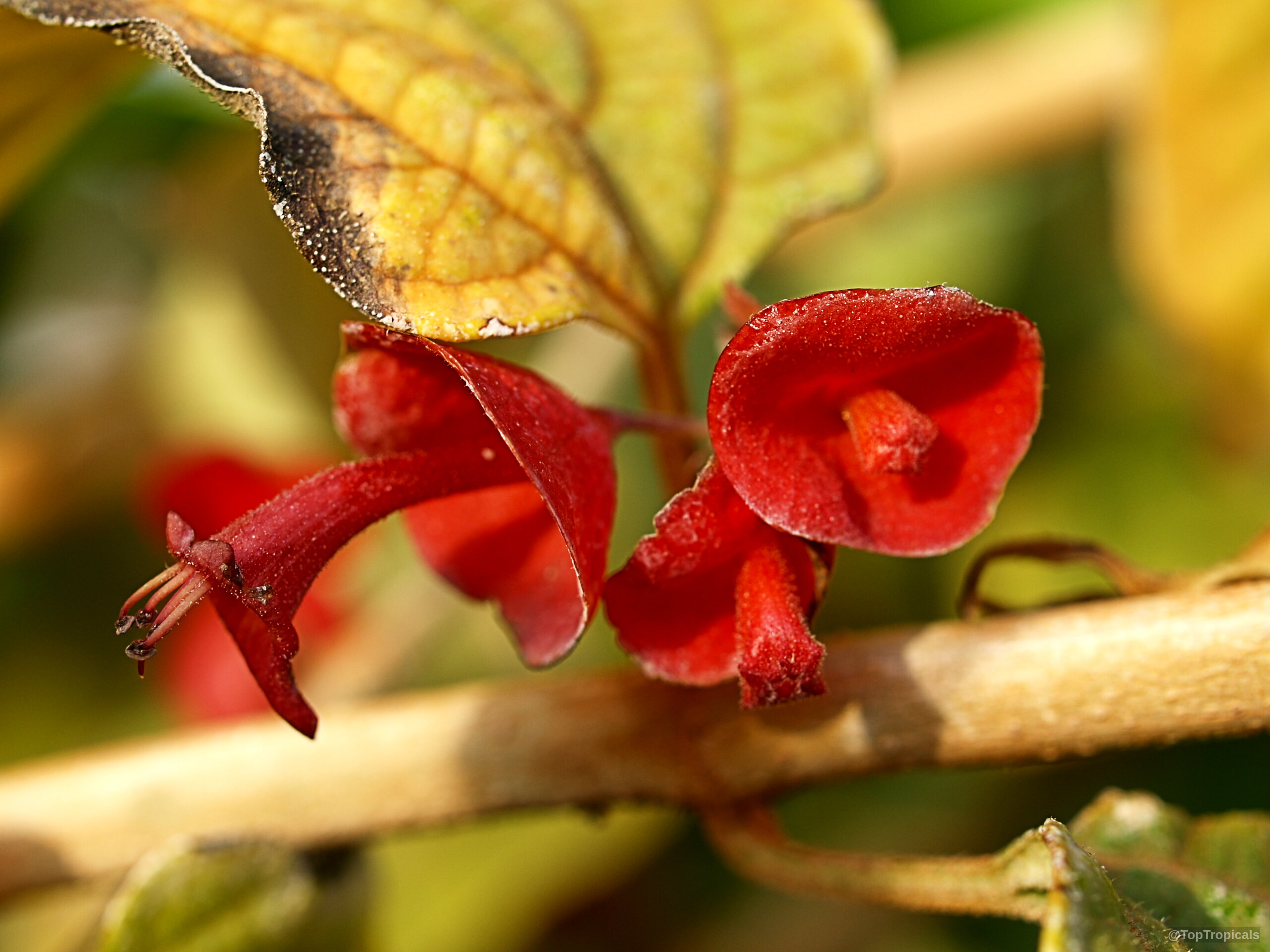 Holmskioldia sanguinea (Chinese hat) flower with its distinct red color on a woody plant branch Holmskioldia sanguinea (Chinese hat) red flower close up on a textured branch during daylight hours