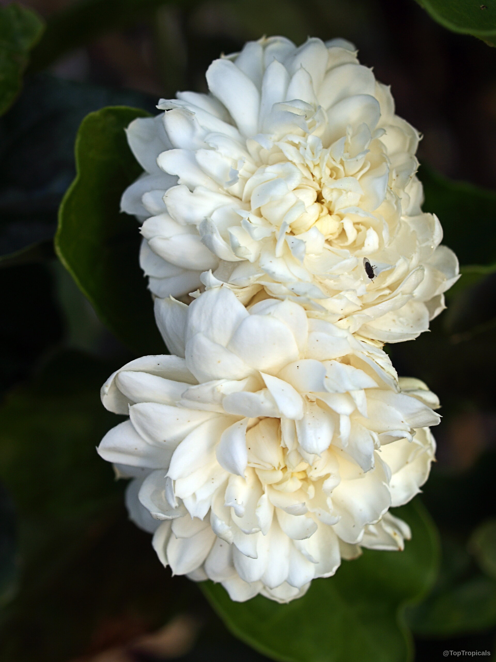 Jasminum sambac (Fragrant Jasmine) 'Grand Duke Supreme' white flower with many petals on green leaves Jasminum sambac (Fragrant Jasmine) 'Grand Duke Supreme' white flower close up for gardening enthusiasts