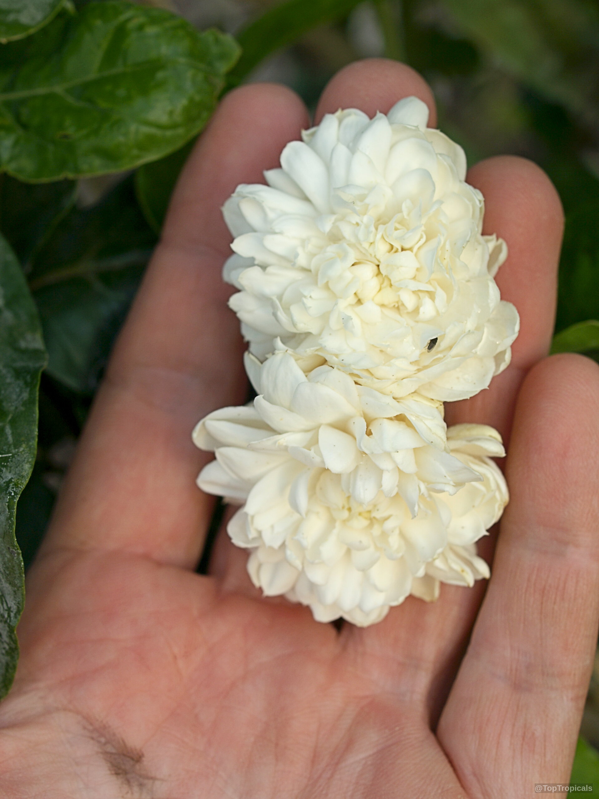Jasminum sambac (Fragrant Jasmine) 'Grand Duke Supreme' white flower held within a human hand Jasminum sambac (Fragrant Jasmine) 'Grand Duke Supreme' white flower close up on human palm