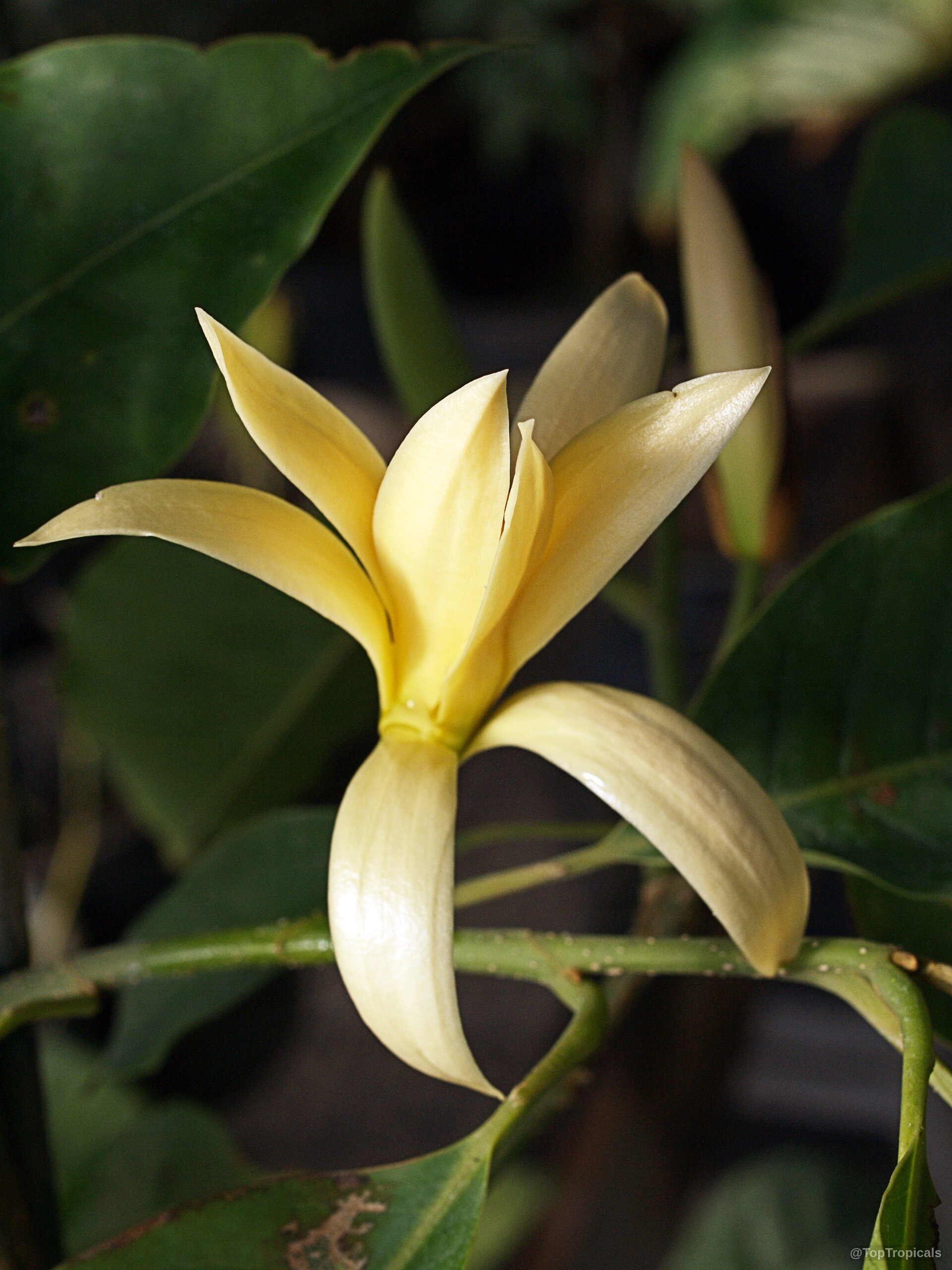 Magnolia rajaniana (Champa Khao) yellow flower among lush green leaves on the branch. Magnolia rajaniana (Champa Khao) pale yellow flower in a close up portrait image.