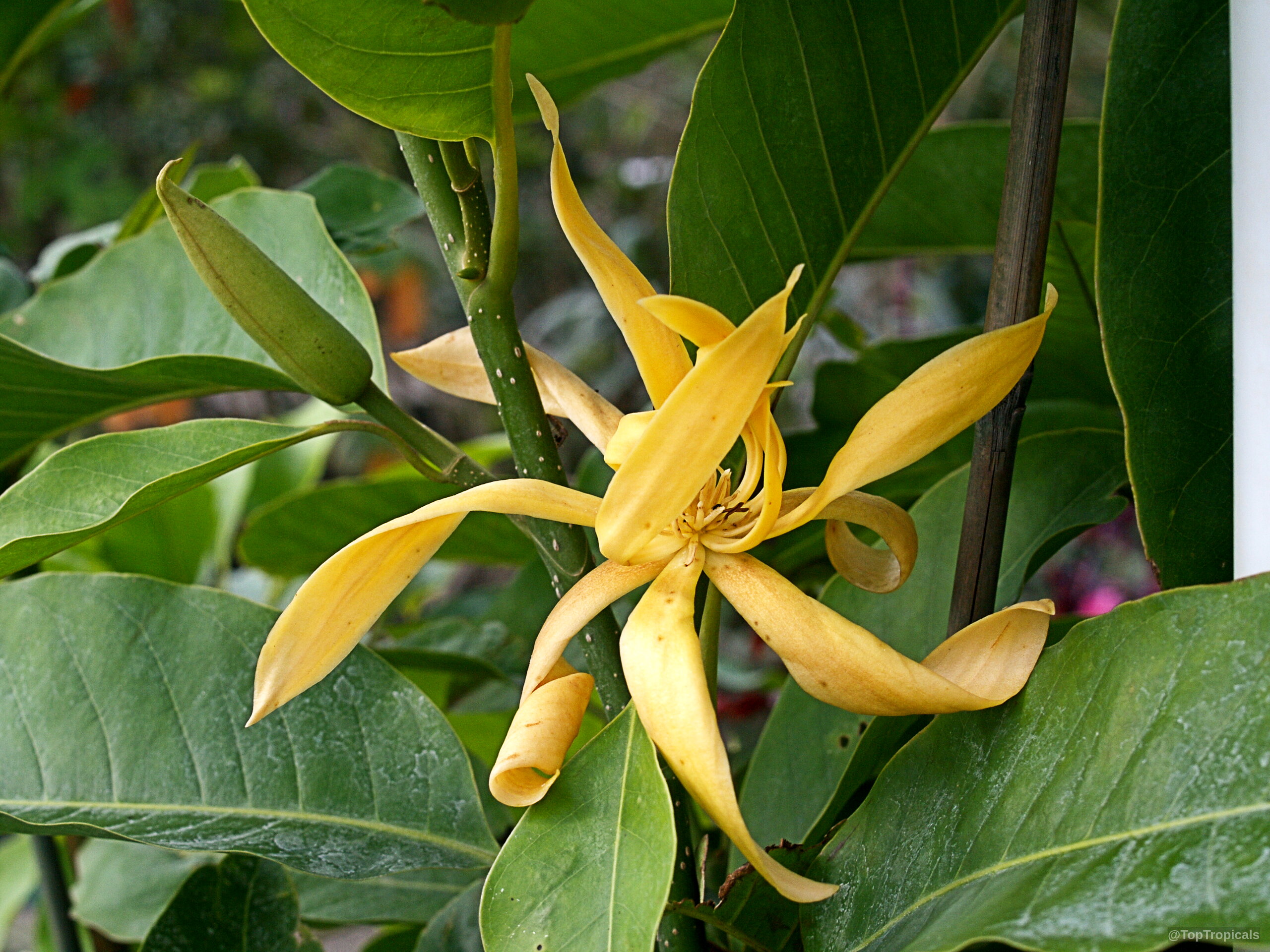 Magnolia rajaniana (Champa Khao) yellow flower surrounded by green foliage on a woody stem Magnolia rajaniana (Champa Khao) yellow flower close up among dense thick green leaves