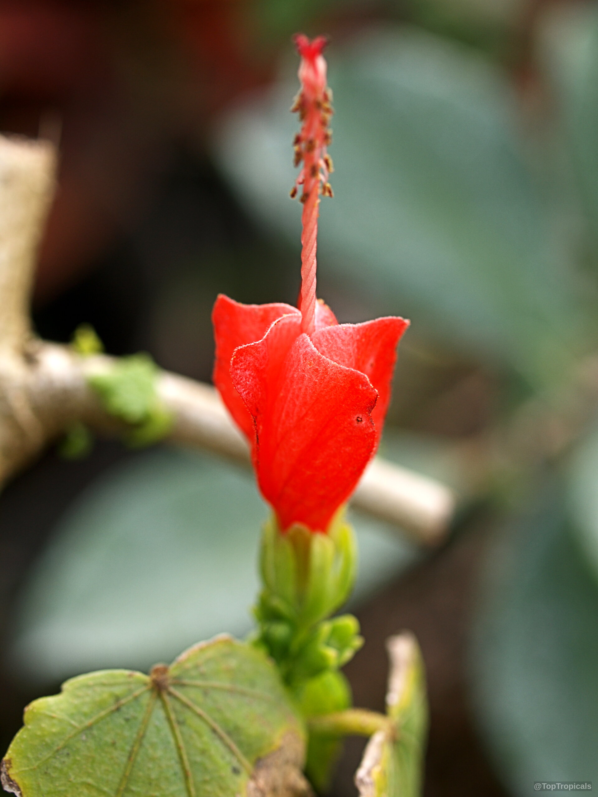 Malvaviscus drummondii (Dwarf mallow) red flower stands upright above green rounded foliage near branch stems Malvaviscus drummondii (Dwarf mallow) red flower close up reaching upward from green textured leaf base