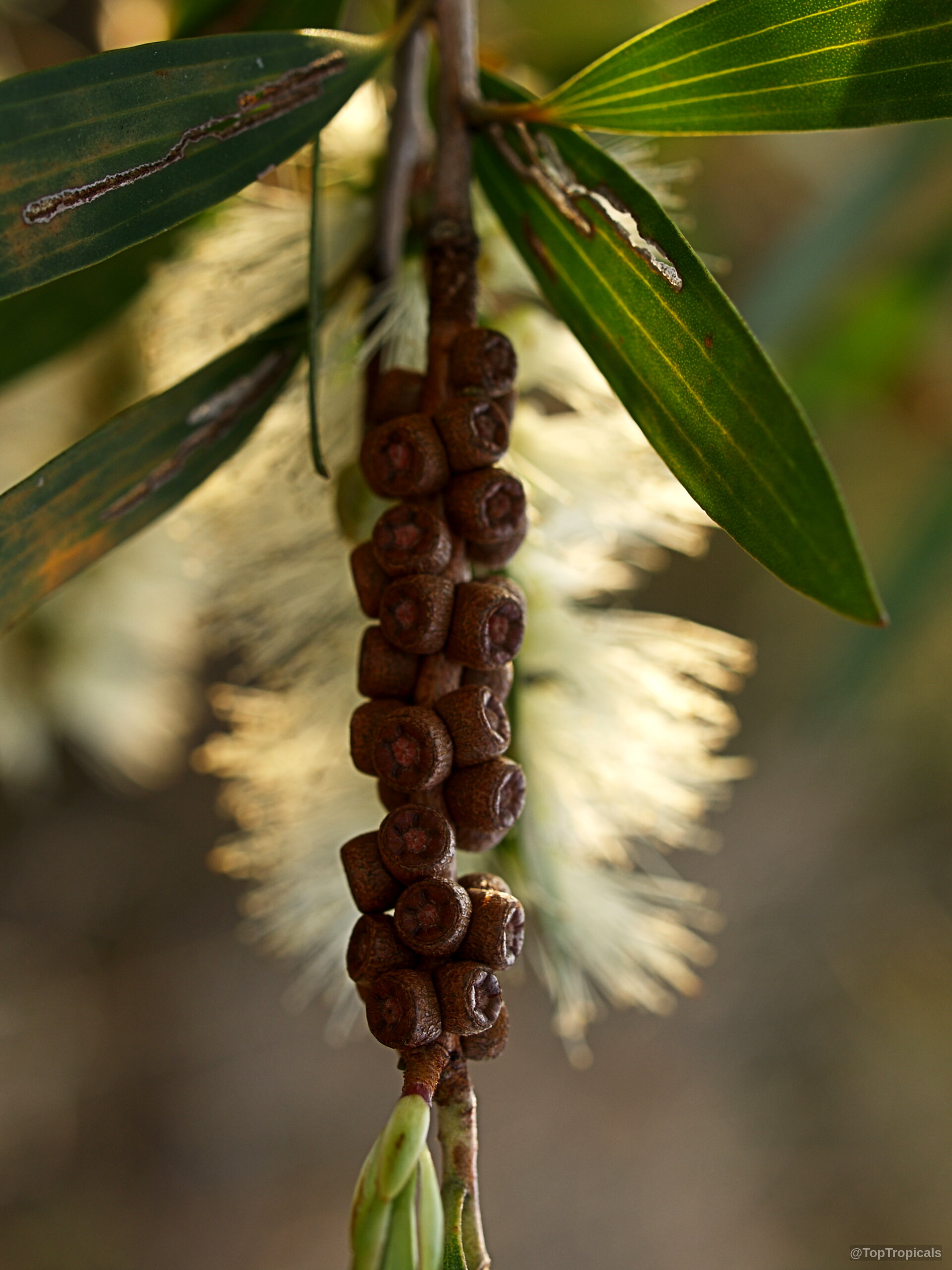 Melaleuca quinquenervia (Paperbark) with dense brown fruit clusters hanging near soft white feathery flower bits. Melaleuca quinquenervia (Paperbark) brown fruit and white fluffy flower close up on green branch.