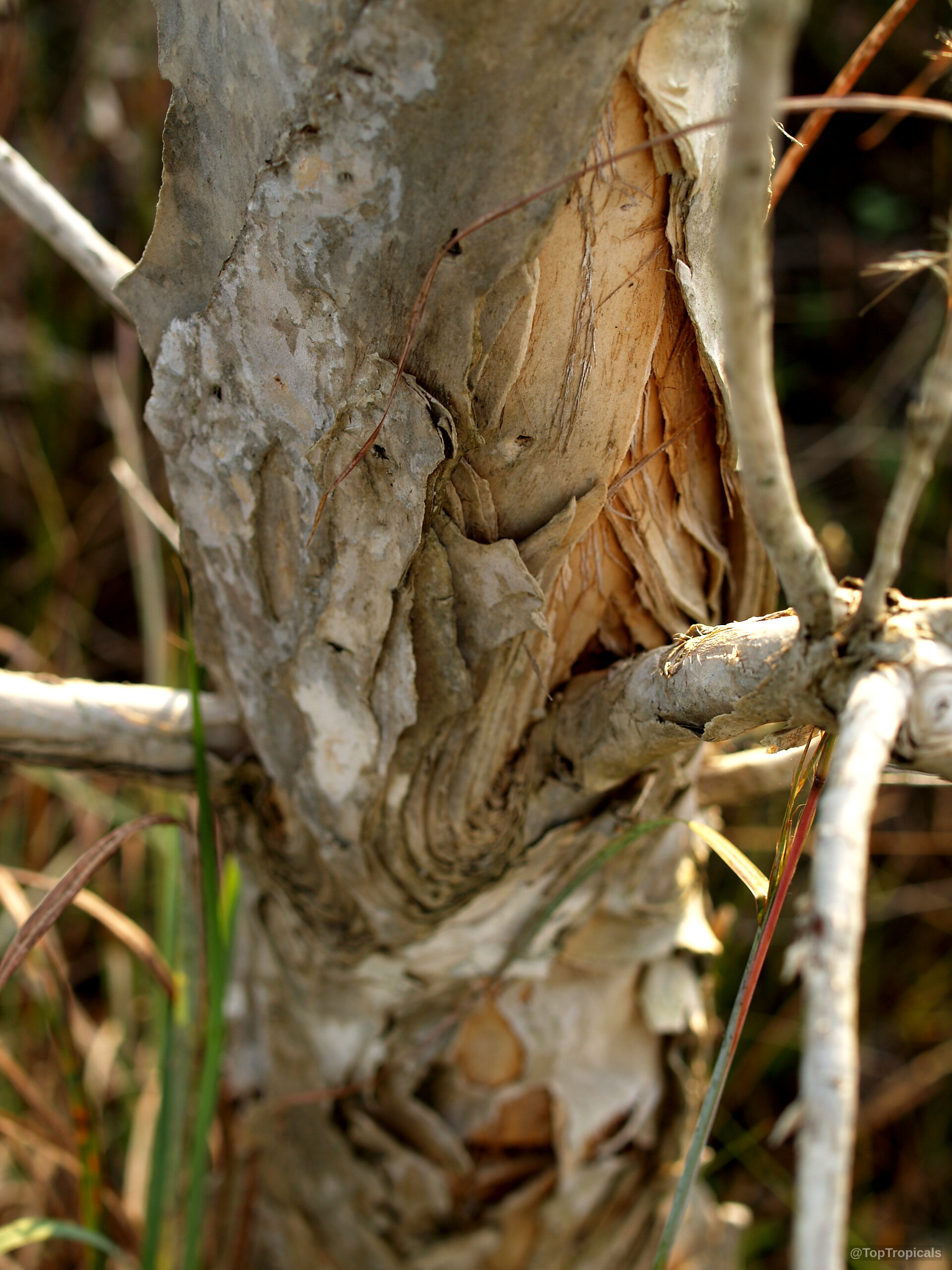 Melaleuca quinquenervia (Paperbark) trunk with layers of thick, papery tan bark peeling away from wood. Melaleuca quinquenervia (Paperbark) tree trunk with tan peeling bark layers, close up view.