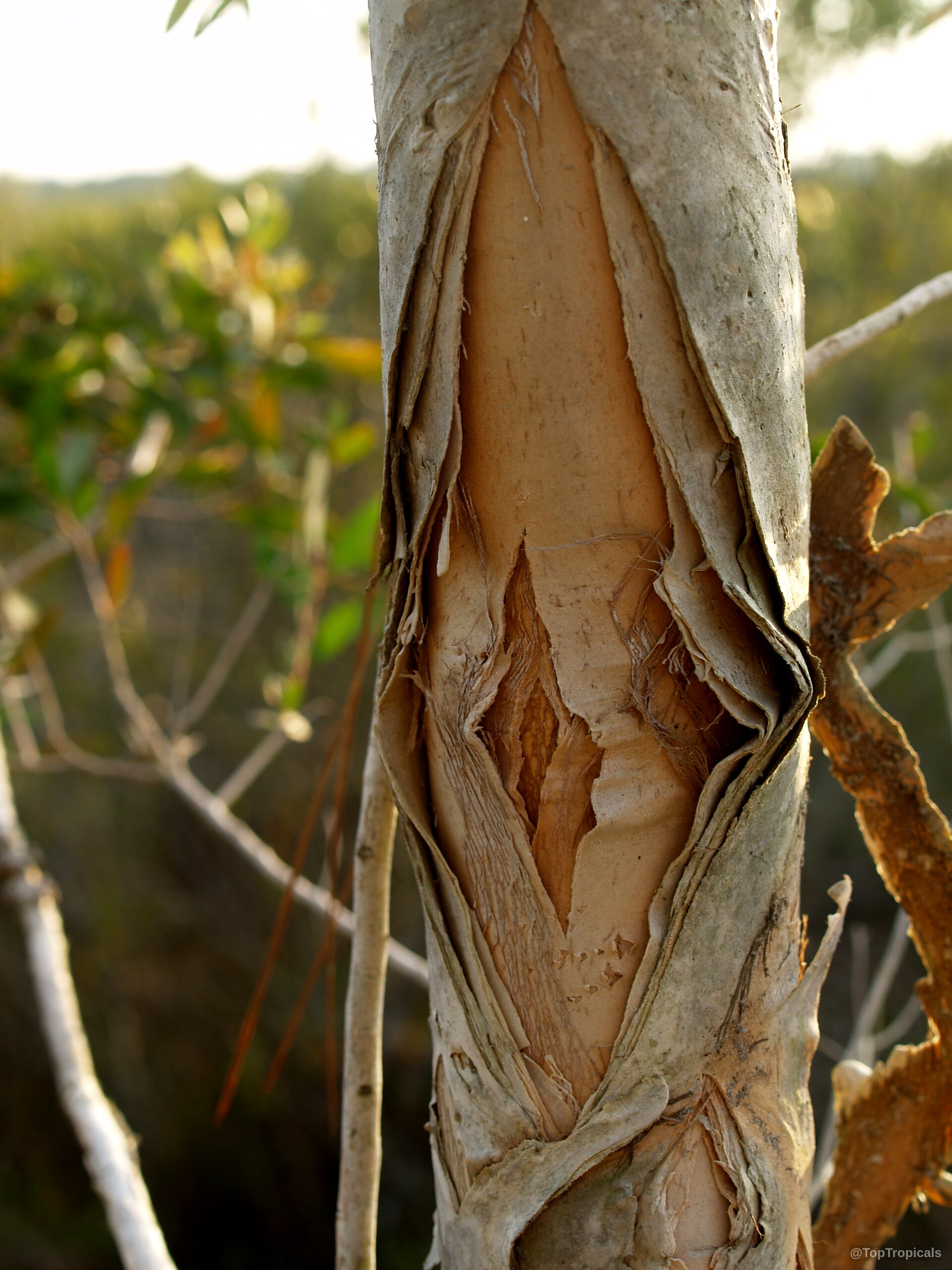 Melaleuca quinquenervia (Paperbark) trunk with layers of peeling tan bark on the main stem. Melaleuca quinquenervia (Paperbark) tree trunk with tan peeling bark layers in a close up.